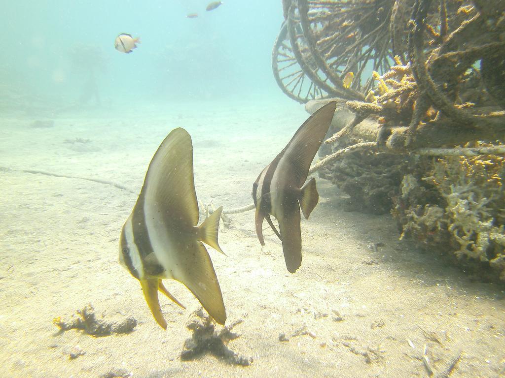 Biorock Homestay & Dive Center Pemuteran Dış mekan fotoğraf