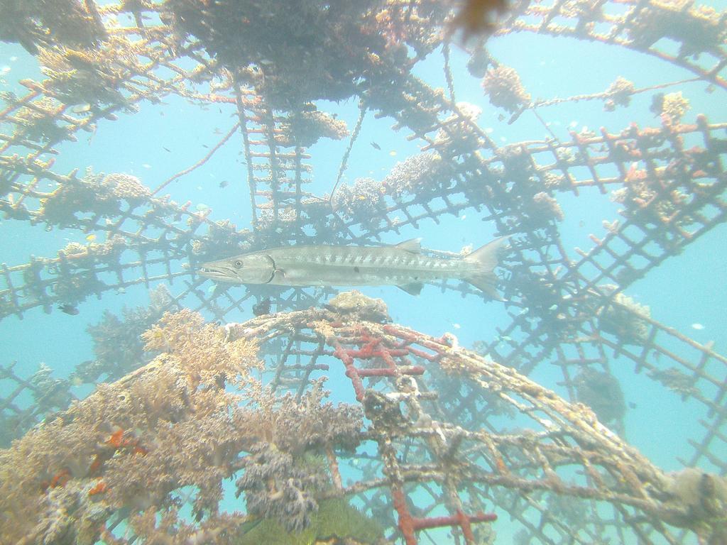 Biorock Homestay & Dive Center Pemuteran Dış mekan fotoğraf