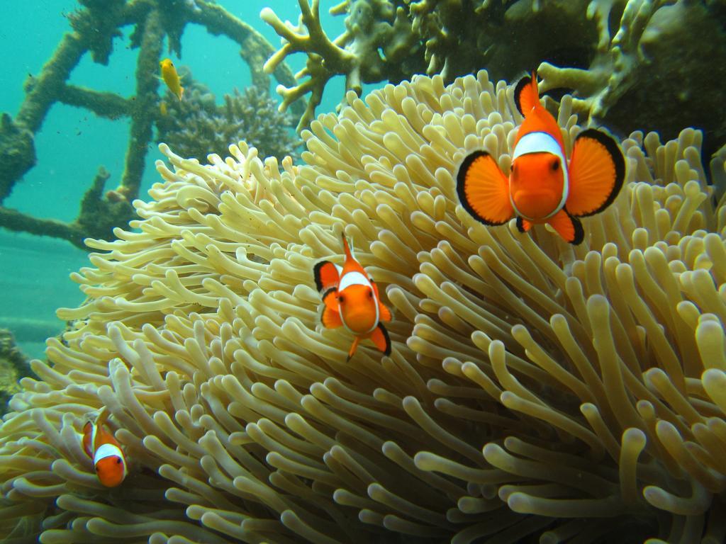 Biorock Homestay Pemuteran Dış mekan fotoğraf