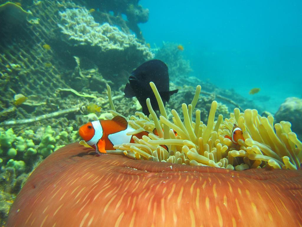 Biorock Homestay & Dive Center Pemuteran Dış mekan fotoğraf