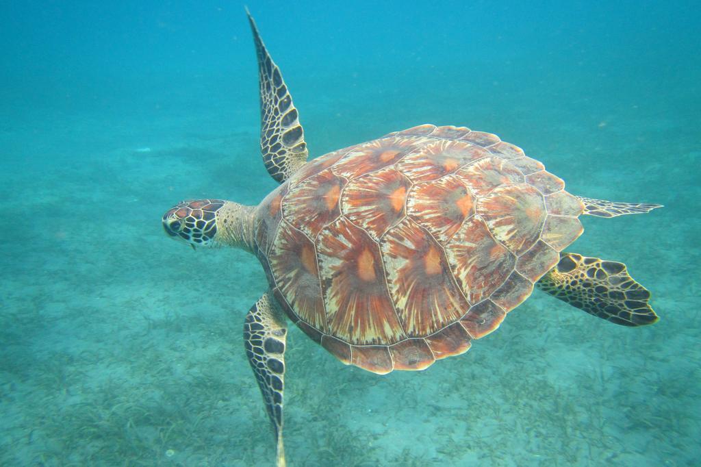 Biorock Homestay & Dive Center Pemuteran Dış mekan fotoğraf