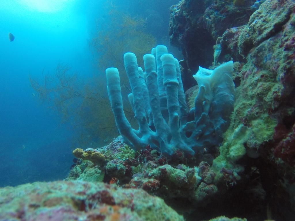 Biorock Homestay & Dive Center Pemuteran Dış mekan fotoğraf