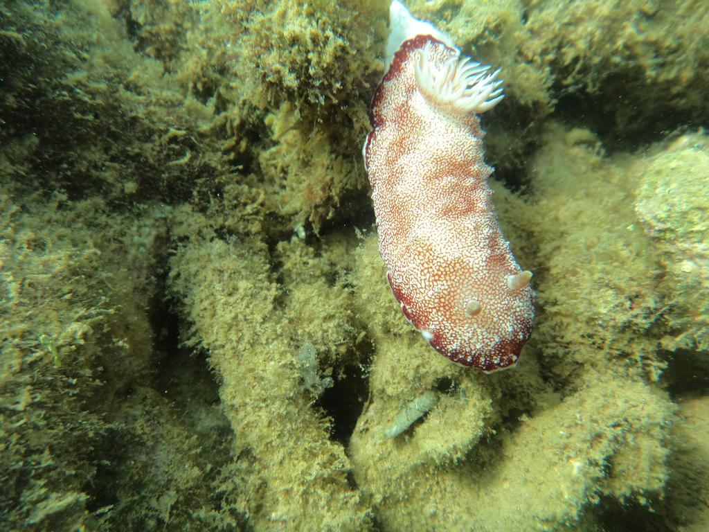 Biorock Homestay & Dive Center Pemuteran Dış mekan fotoğraf