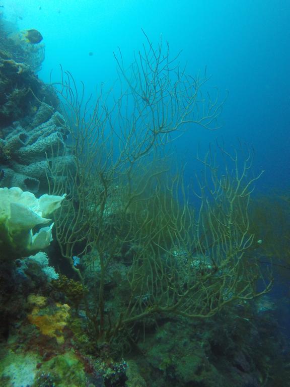 Biorock Homestay & Dive Center Pemuteran Dış mekan fotoğraf